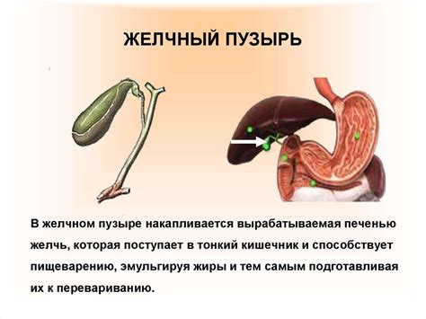  Плюсы и минусы занятий йогой после удаления желчного пузыря 
