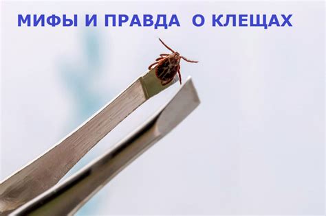  Распространенные мифы о клещах и их укусах 